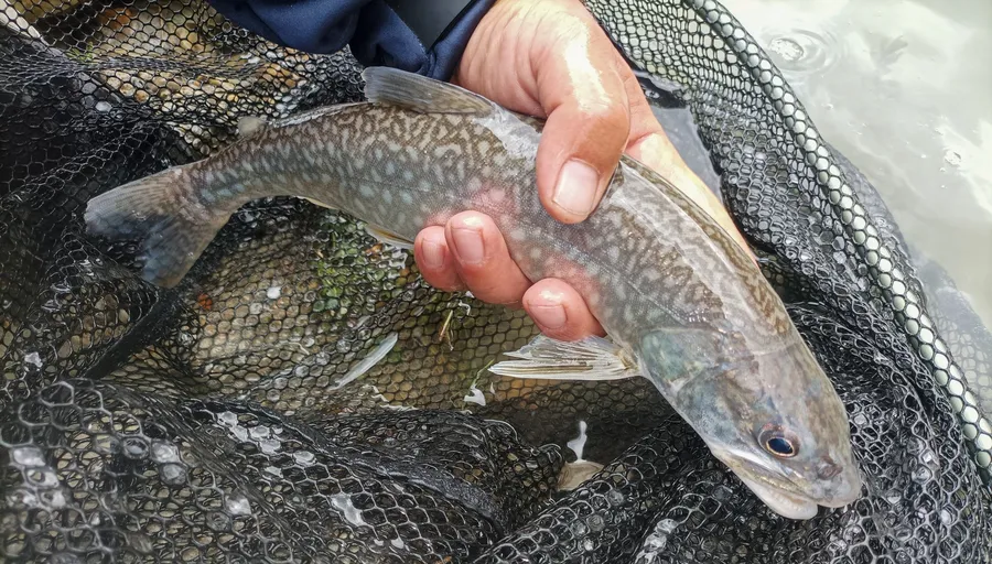 cristivomer_resultat