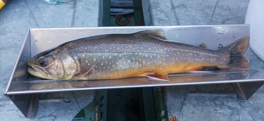 omble chevalier_resultat